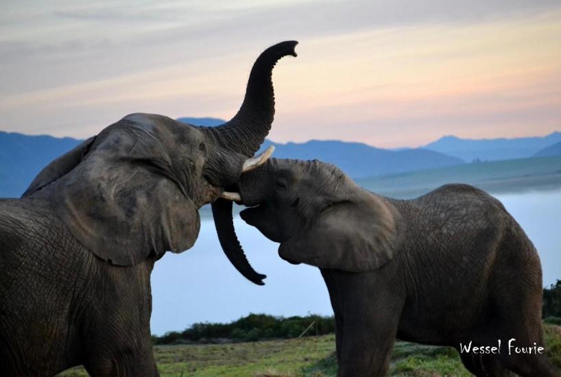 Garden Route Game Lodge Albertinia Екстериор снимка