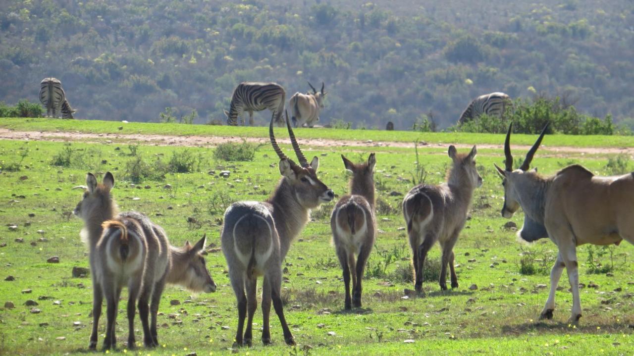 Garden Route Game Lodge Albertinia Екстериор снимка