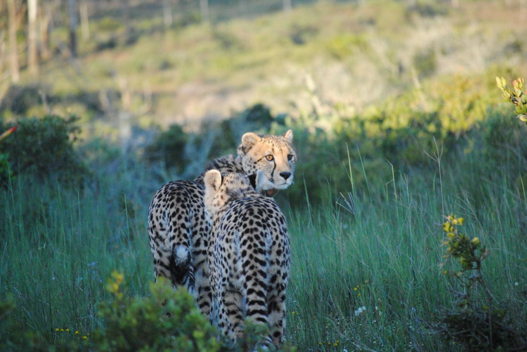 Garden Route Game Lodge Albertinia Екстериор снимка
