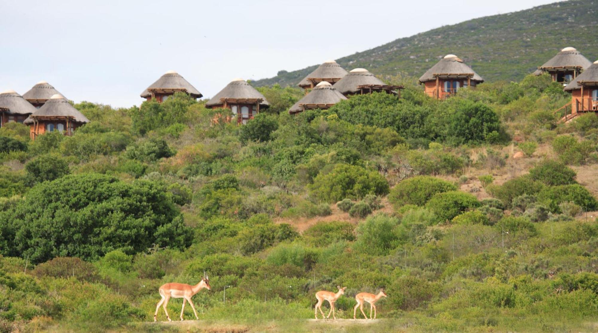 Garden Route Game Lodge Albertinia Екстериор снимка