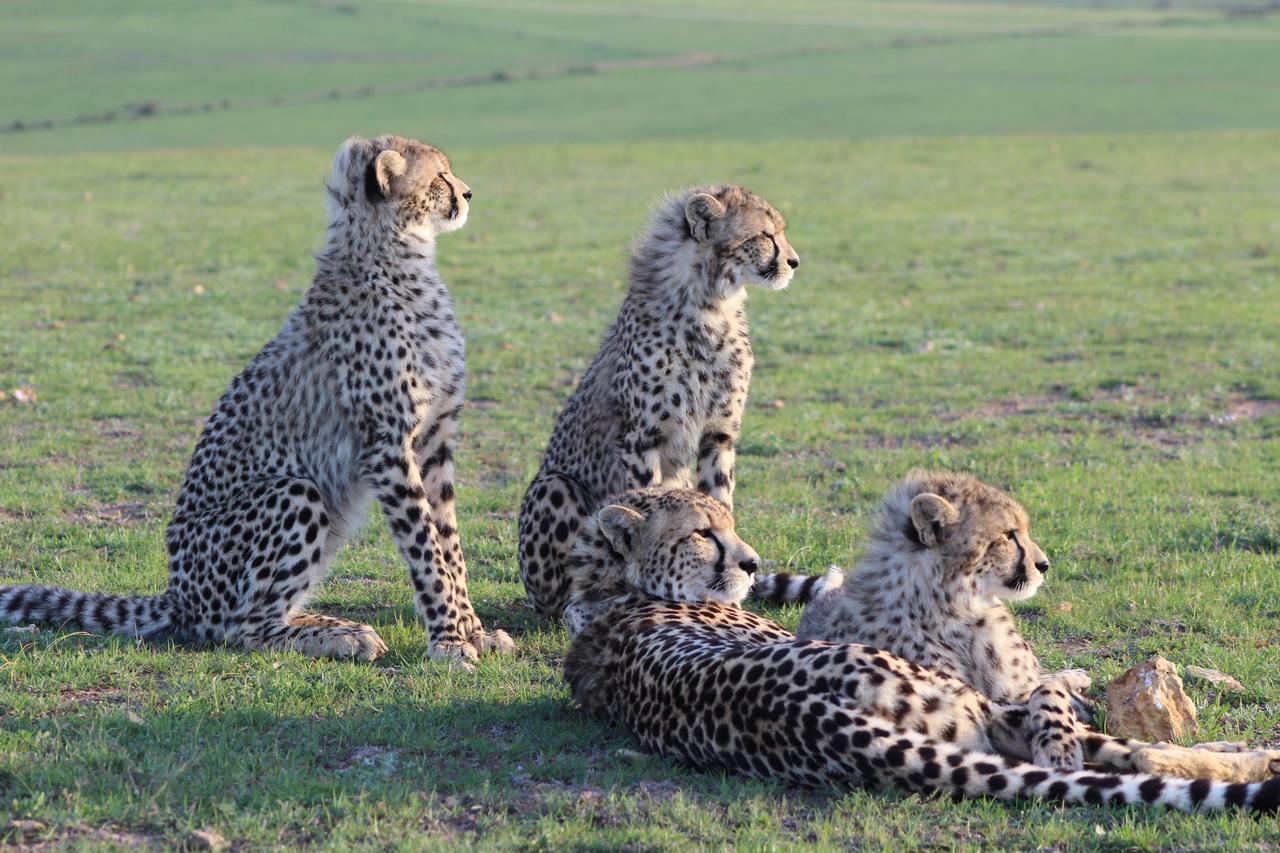 Garden Route Game Lodge Albertinia Екстериор снимка